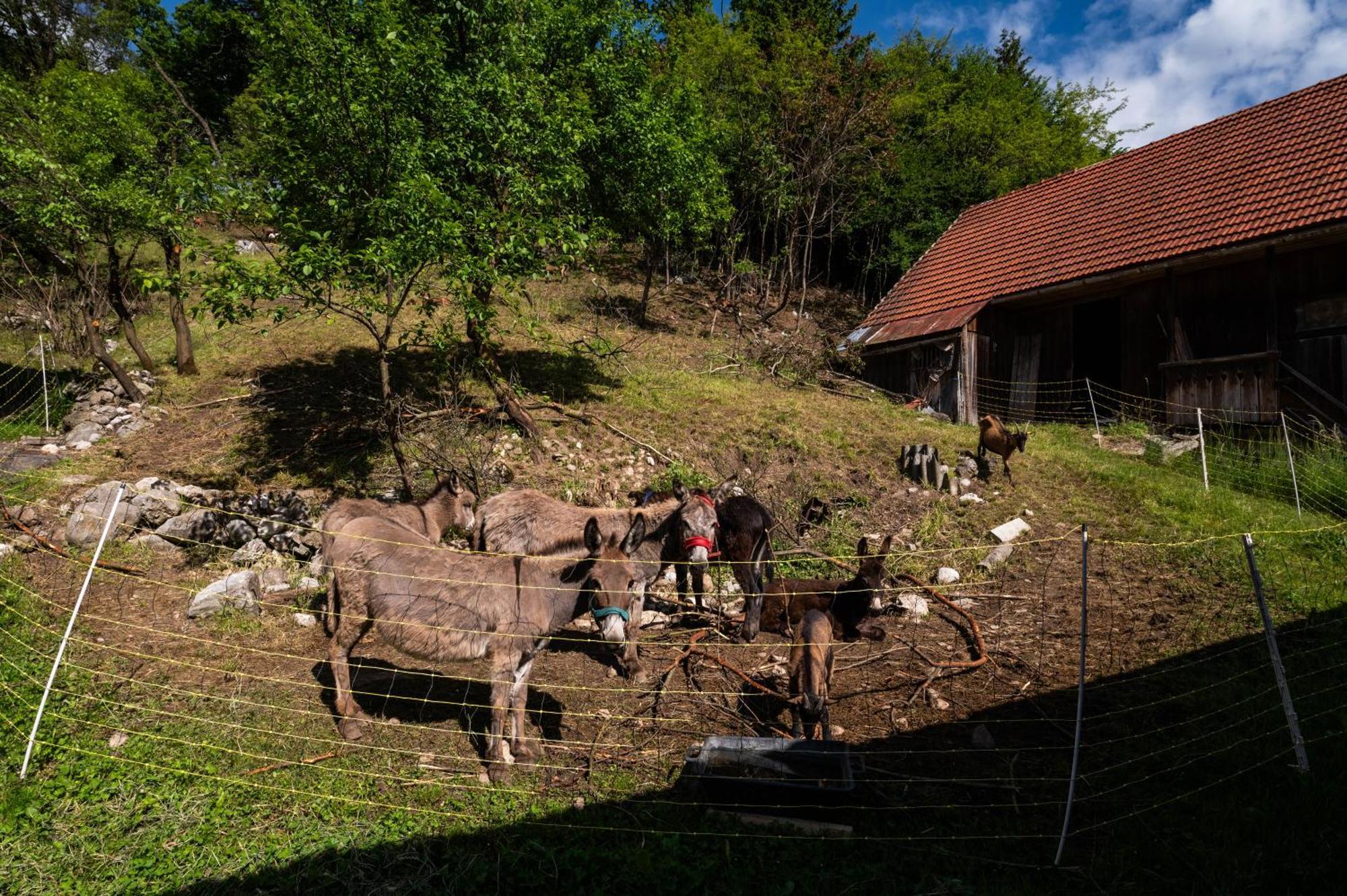 Turisticna Kmetija Grabnar Bled Exterior foto